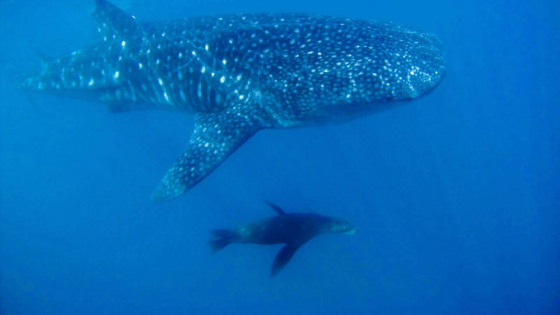 whale shark cabo san lucas