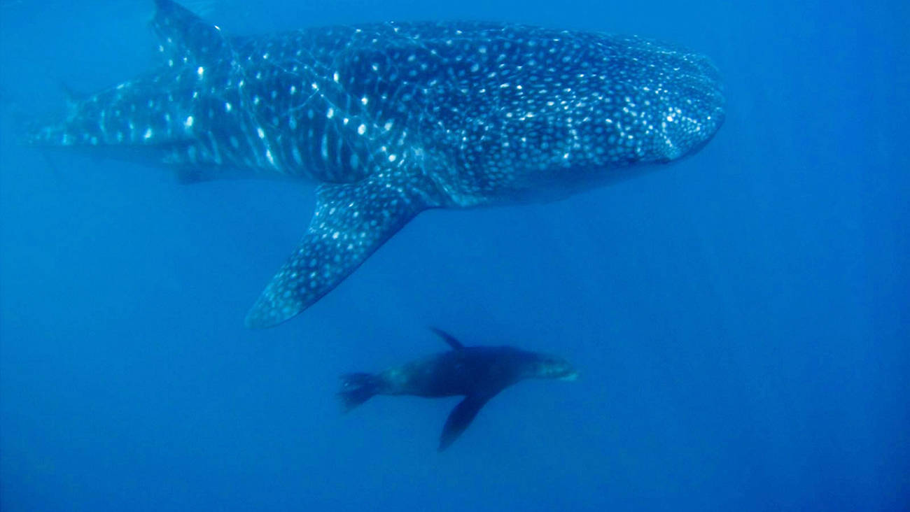 whale shark cabo san lucas